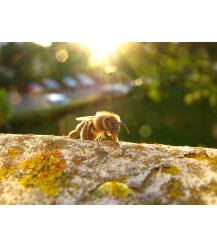 Postcard honey bee on tree trunk