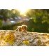 Postcard honey bee on tree trunk
