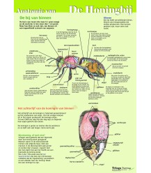 Anatomy of the honey bee internally, poster