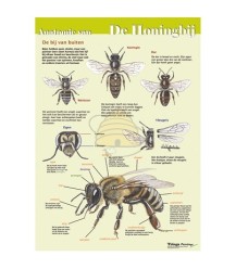 Anatomie van de honingbij uitwendig, poster