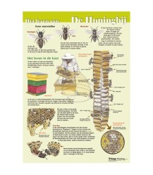 The life of the honey bee A1 poster