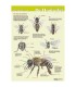 Anatomie van de honingbij uitwendig, A4 kaart