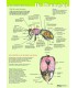 Anatomy of the honey bee internally, A4 card