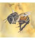 Postcard large honey bee yellow