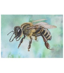 Postcard side view honey bee blue