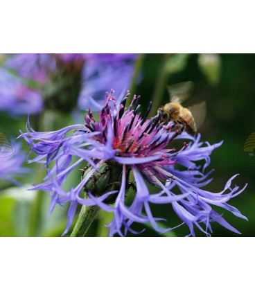 Ansichtkaart Korenbloem met honingbij (let op, orgineel heeft geen watermerk en is van hoge kwaliteit)