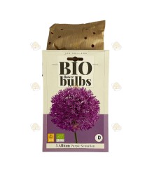 Allium purple sensation 5 pcs (bulbs, organic)