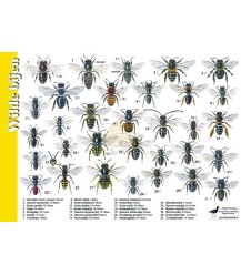 Wild bees 'search card' A4