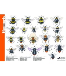 Bumblebees 'search card' A4