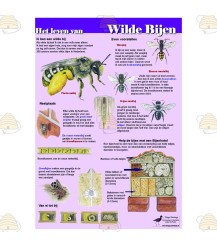 The life of the wild bee A4 card