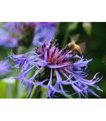 Postcard cornflower with honey bee