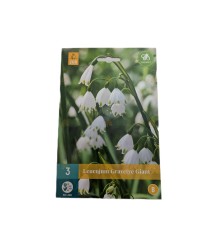 Grote Sneeuwvlok Leucojum Gravetye giant mix 3 stuks (bloembollen)