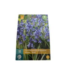 Hyacinthoides hispanica blauw 10 stuks (bloembollen)