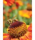 Postcard of honey bee on sunflower