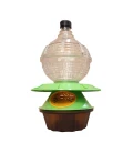 Traps and lures for Asian hornets and wasps