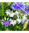 Bee forage flower seeds and bulbs