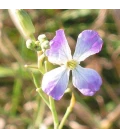 Período de siembra primavera y verano