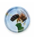 Bee on apple blossom, 63 mm TO lid, 60 pieces