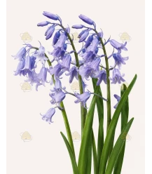 Hyasint Spansk blå 7 stk (blomsterløk, økologisk)