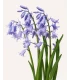 Hyacint spanskblå 7 st (blomlökar, ekologiska)