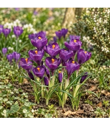 Crocus flower record – 10 bulbs (organic)