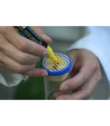 Branded tube with pestle