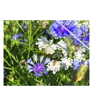 Tübinger bloemenmengsel