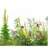 Meerjarig biologisch bloemenmengsel