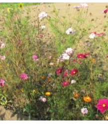 Perennial organic field flower mixture