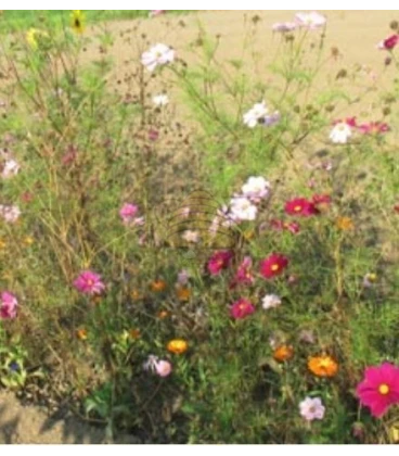 Perennial organic field flower mixture