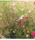 Perennial organic field flower mixture