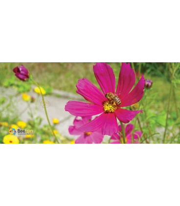 Mok/beker roze bloem met bij