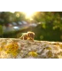 Postcard honey bee on tree trunk