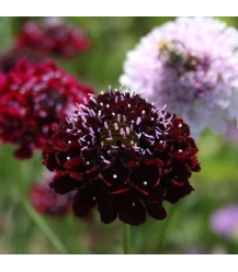 Black purple scabiosa organic