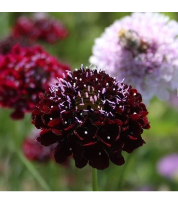 Black purple scabiosa organic