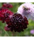 Black purple scabiosa organic