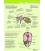 Anatomie van de honingbij inwendig, poster