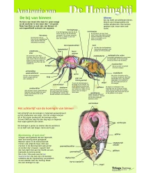 Anatomy of the honey bee internally, poster