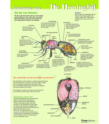 Anatomie van de honingbij inwendig, poster