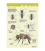 Anatomy of the honeybee external, poster