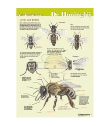 Anatomie van de honingbij uitwendig, poster