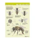 Anatomy of the honey bee externally, poster