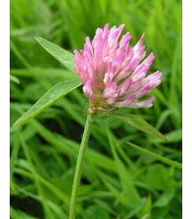 Stone clover 250 grams