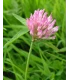 Stone clover 250 grams