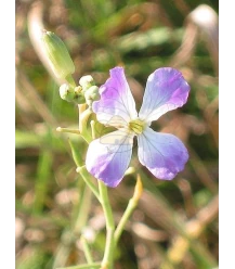 Leaf radish