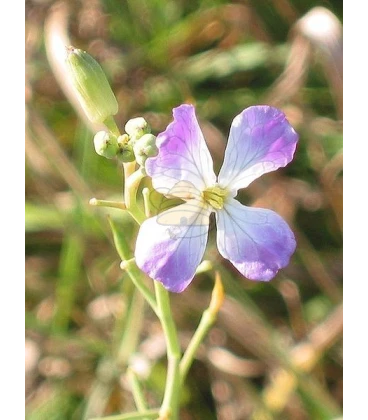 Leaf radish