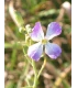 Leaf radish