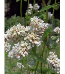 Buckwheat