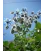 Hjulkrone 100 gram