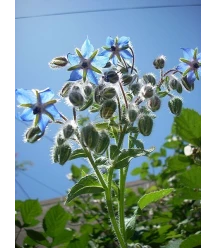 Borage 100 grams